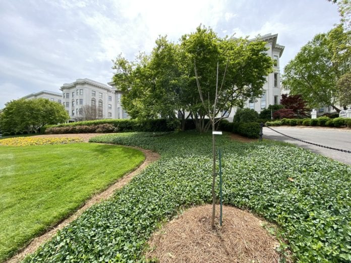 American Chestnut Tree from Lougan